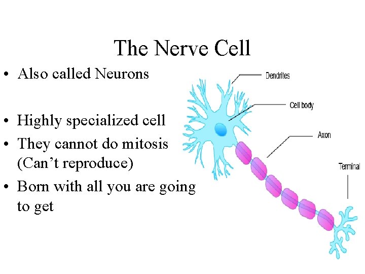 The Nerve Cell • Also called Neurons • Highly specialized cell • They cannot