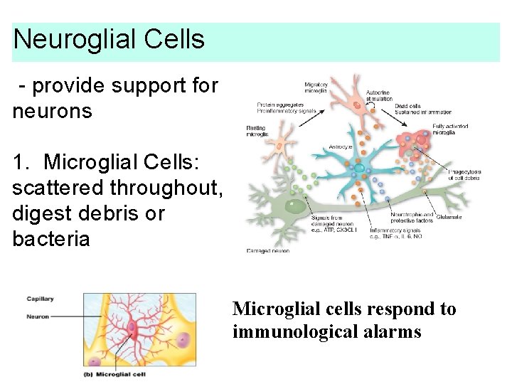 Neuroglial Cells - provide support for neurons 1. Microglial Cells: scattered throughout, digest debris