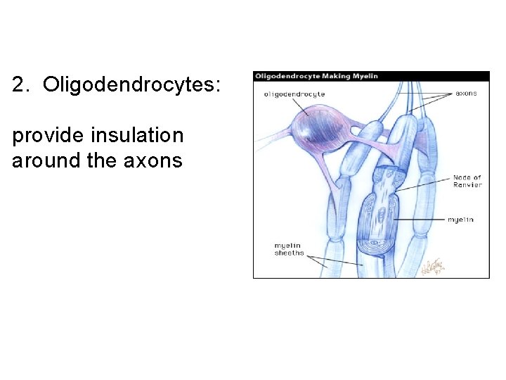2. Oligodendrocytes: provide insulation around the axons 