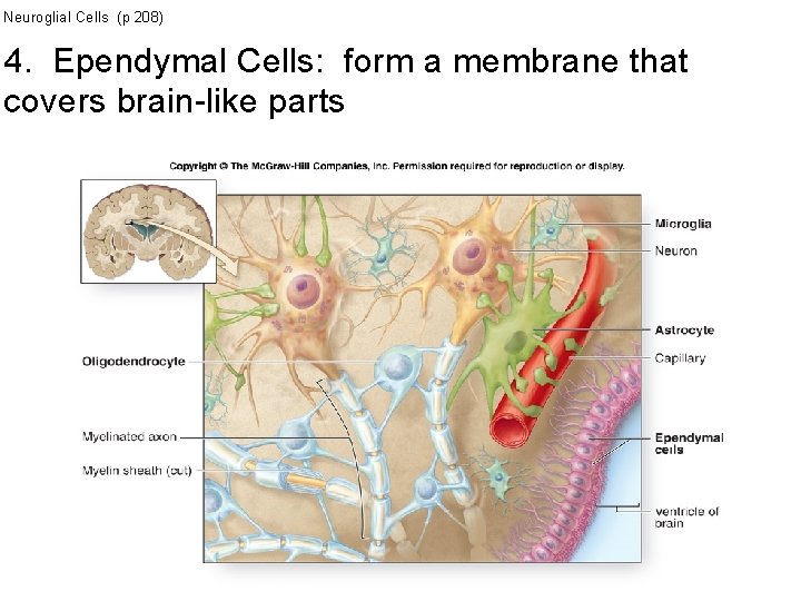 Neuroglial Cells (p 208) 4. Ependymal Cells: form a membrane that covers brain-like parts