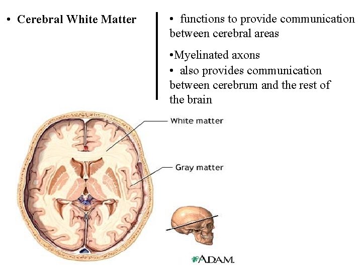  • Cerebral White Matter • functions to provide communication between cerebral areas •