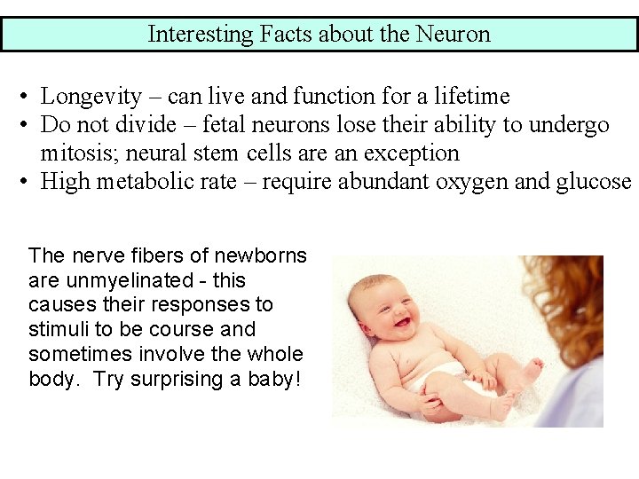 Interesting Facts about the Neuron • Longevity – can live and function for a