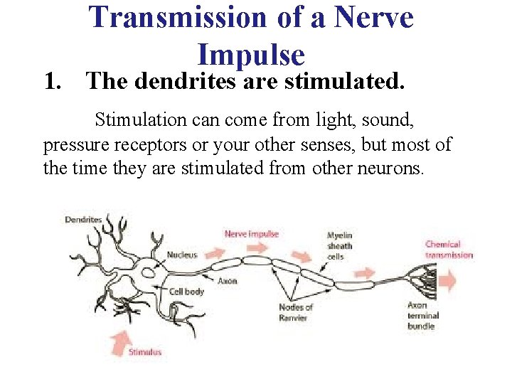 Transmission of a Nerve Impulse 1. The dendrites are stimulated. Stimulation can come from