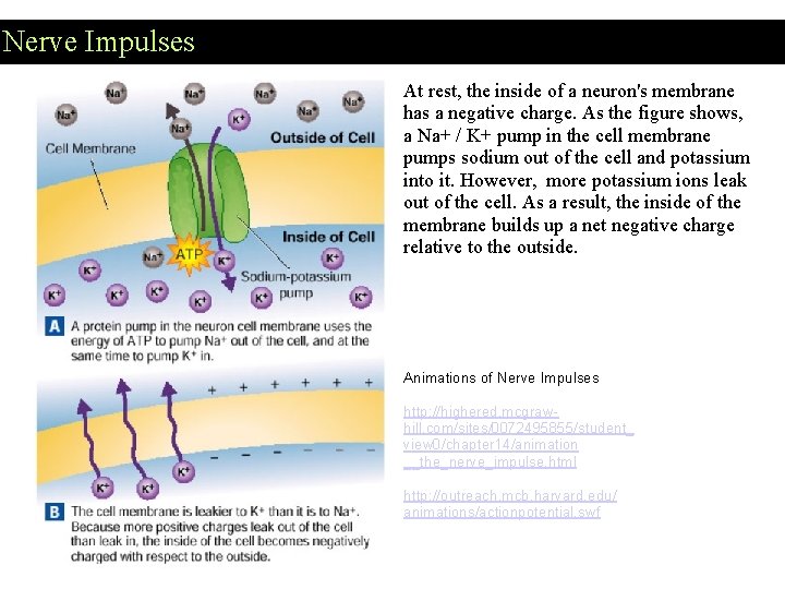 Nerve Impulses At rest, the inside of a neuron's membrane has a negative charge.