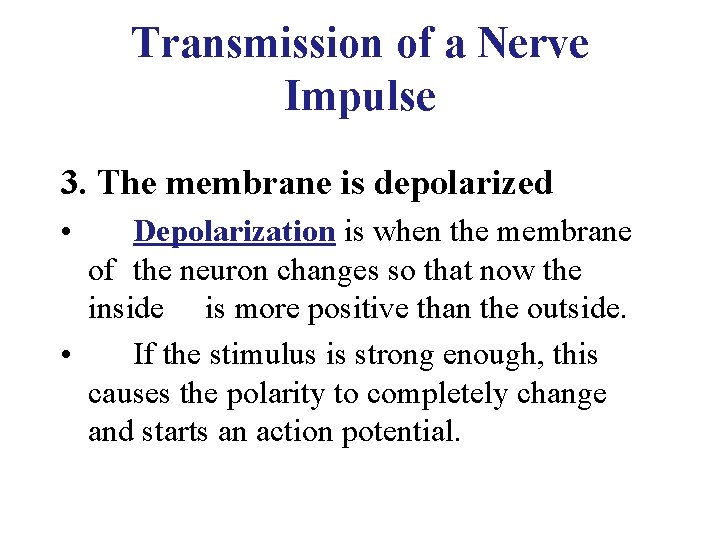 Transmission of a Nerve Impulse 3. The membrane is depolarized • Depolarization is when