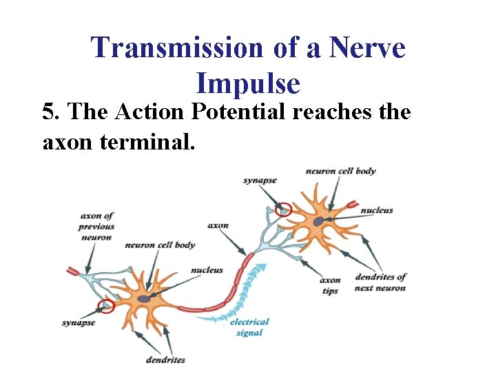 Transmission of a Nerve Impulse 5. The Action Potential reaches the axon terminal. 