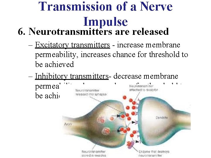 Transmission of a Nerve Impulse 6. Neurotransmitters are released – Excitatory transmitters - increase