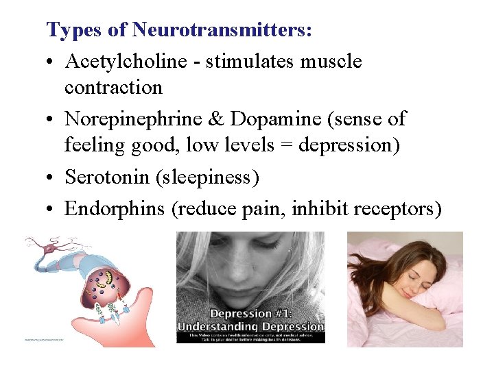 Types of Neurotransmitters: • Acetylcholine - stimulates muscle contraction • Norepinephrine & Dopamine (sense