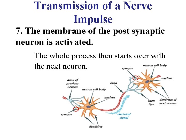 Transmission of a Nerve Impulse 7. The membrane of the post synaptic neuron is