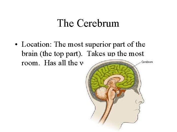 The Cerebrum • Location: The most superior part of the brain (the top part).