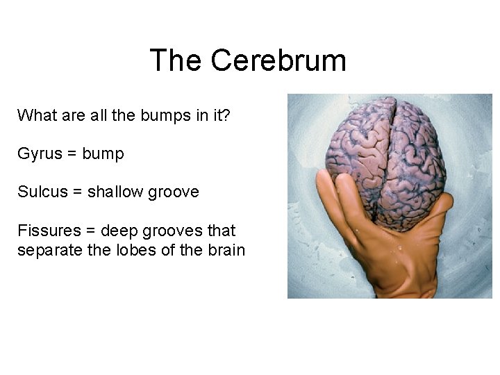 The Cerebrum What are all the bumps in it? Gyrus = bump Sulcus =