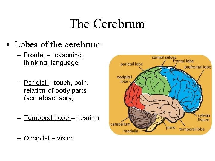 The Cerebrum • Lobes of the cerebrum: – Frontal – reasoning, thinking, language –