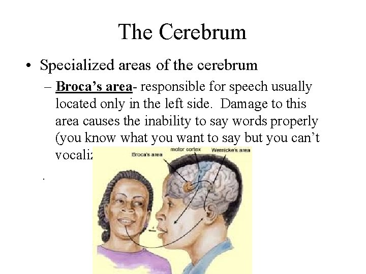 The Cerebrum • Specialized areas of the cerebrum – Broca’s area- responsible for speech