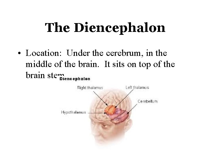 The Diencephalon • Location: Under the cerebrum, in the middle of the brain. It