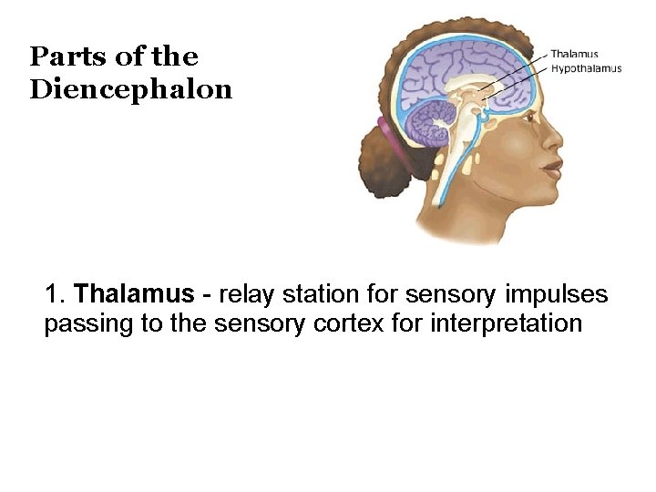 Parts of the Diencephalon 1. Thalamus - relay station for sensory impulses passing to