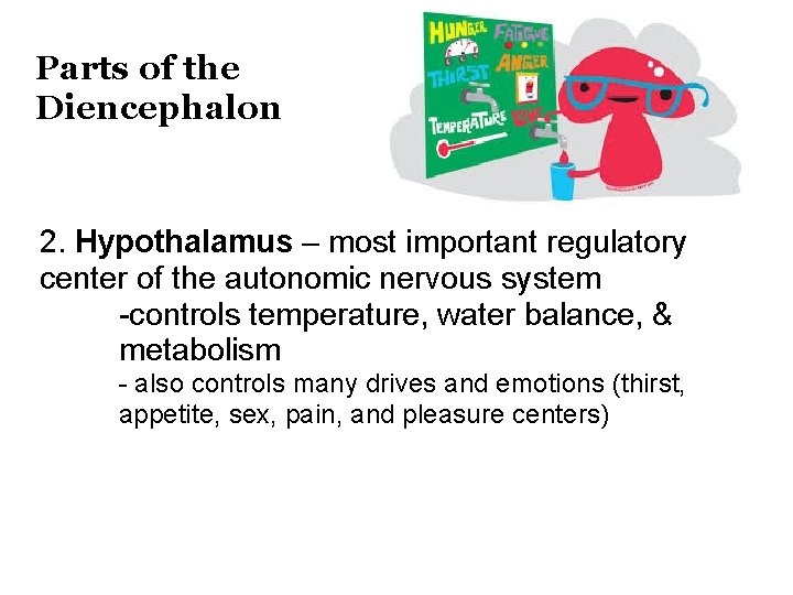 Parts of the Diencephalon 2. Hypothalamus – most important regulatory center of the autonomic