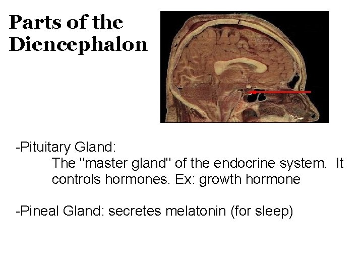 Parts of the Diencephalon -Pituitary Gland: The "master gland" of the endocrine system. It