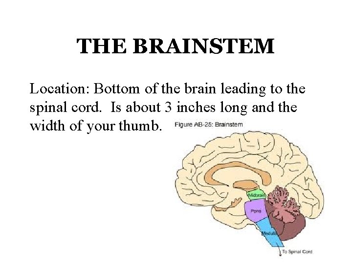 THE BRAINSTEM Location: Bottom of the brain leading to the spinal cord. Is about