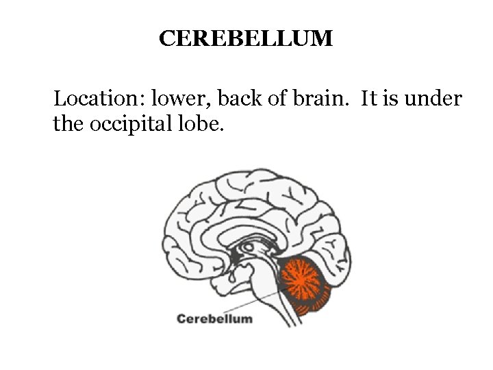 CEREBELLUM Location: lower, back of brain. It is under the occipital lobe. 