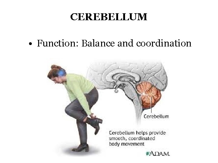 CEREBELLUM • Function: Balance and coordination 