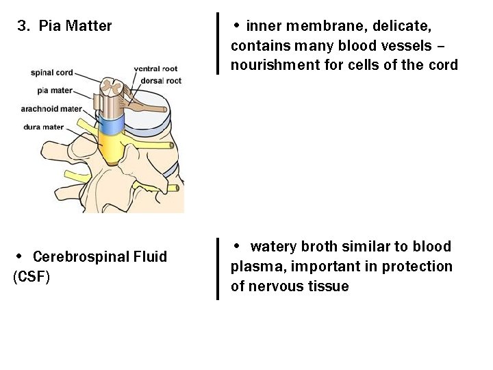 3. Pia Matter • Cerebrospinal Fluid (CSF) • inner membrane, delicate, contains many blood