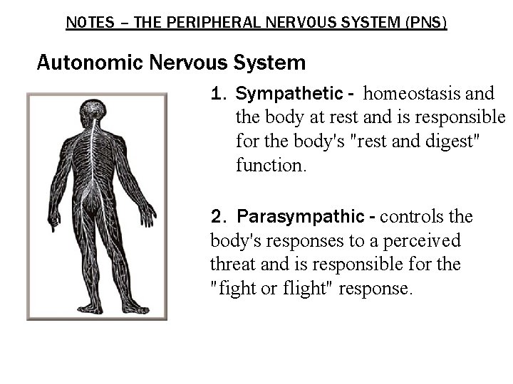 NOTES – THE PERIPHERAL NERVOUS SYSTEM (PNS) Autonomic Nervous System 1. Sympathetic - homeostasis