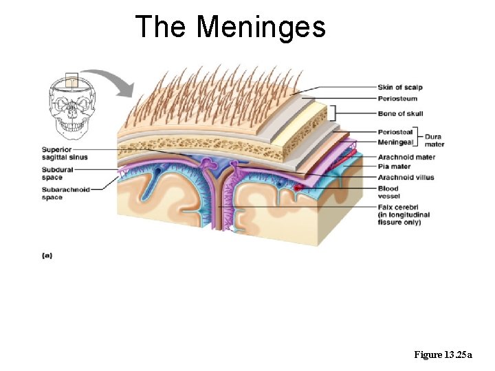 The Meninges Figure 13. 25 a 