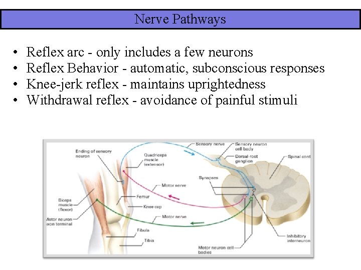 Nerve Pathways • • Reflex arc - only includes a few neurons Reflex Behavior