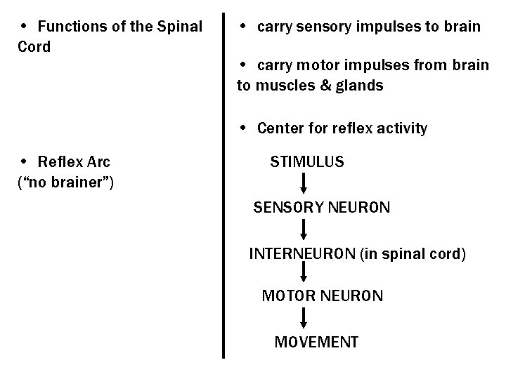  • Functions of the Spinal Cord • carry sensory impulses to brain •