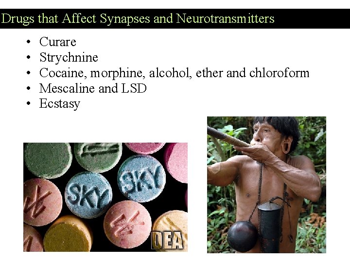 Drugs that Affect Synapses and Neurotransmitters • • • Curare Strychnine Cocaine, morphine, alcohol,