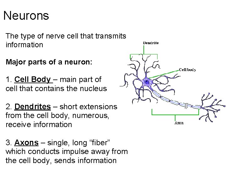 Neurons The type of nerve cell that transmits information Major parts of a neuron: