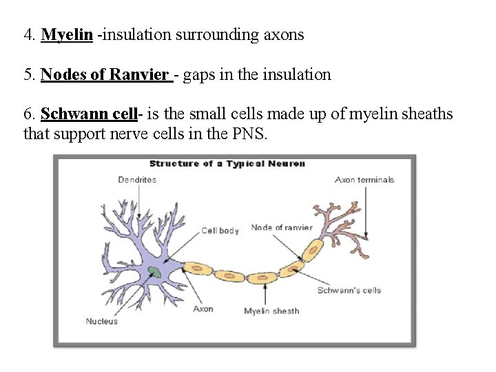 4. Myelin -insulation surrounding axons 5. Nodes of Ranvier - gaps in the insulation