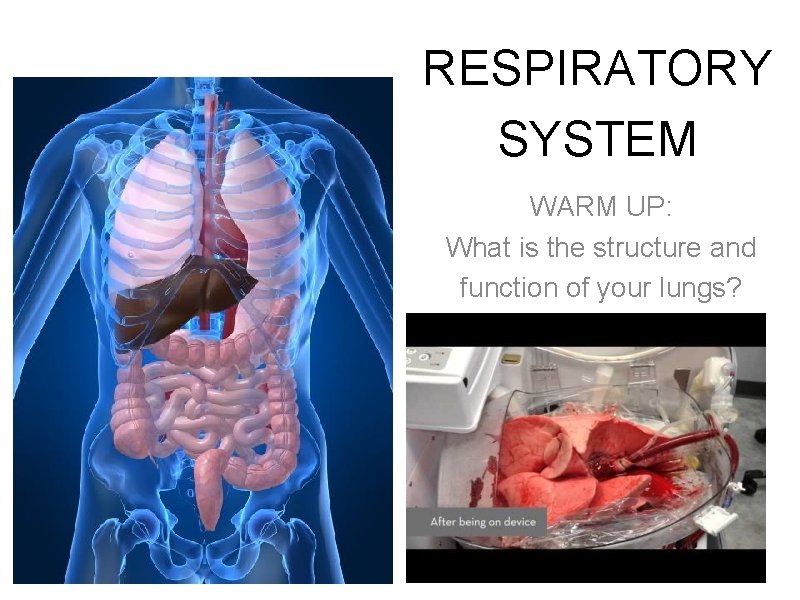 RESPIRATORY SYSTEM WARM UP: What is the structure and function of your lungs? 