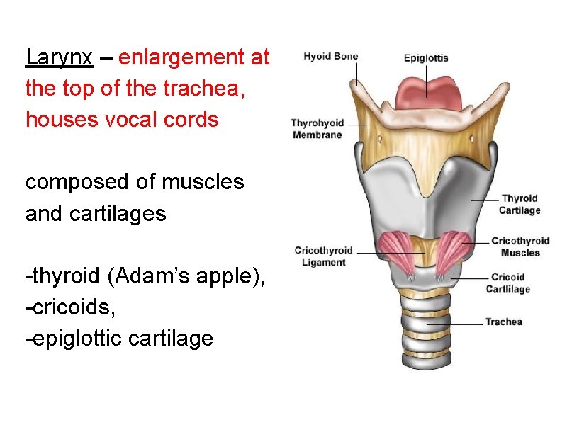 Larynx – enlargement at the top of the trachea, houses vocal cords composed of