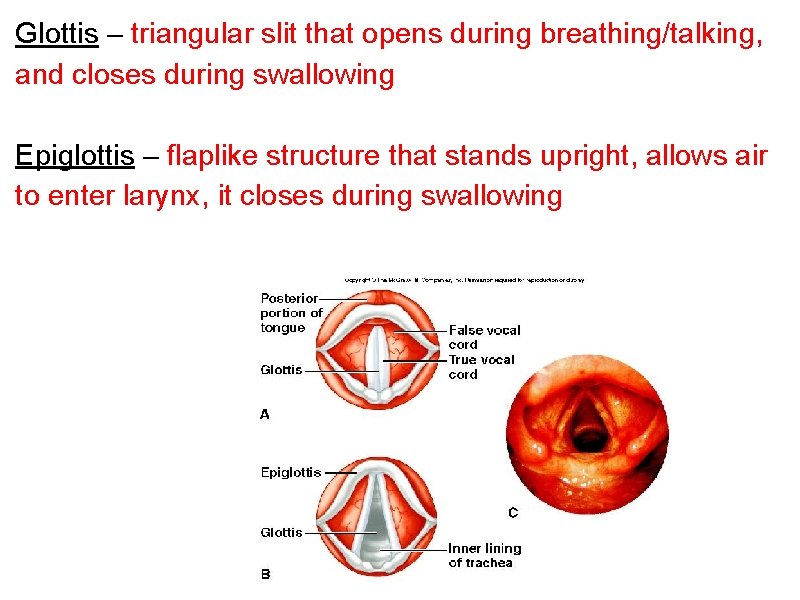 Glottis – triangular slit that opens during breathing/talking, and closes during swallowing Epiglottis –
