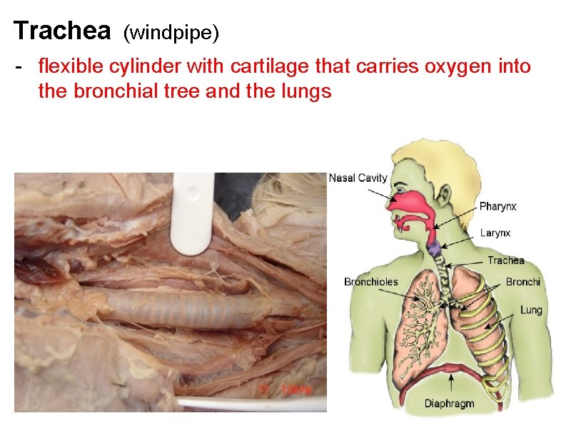 Trachea (windpipe) - flexible cylinder with cartilage that carries oxygen into the bronchial tree