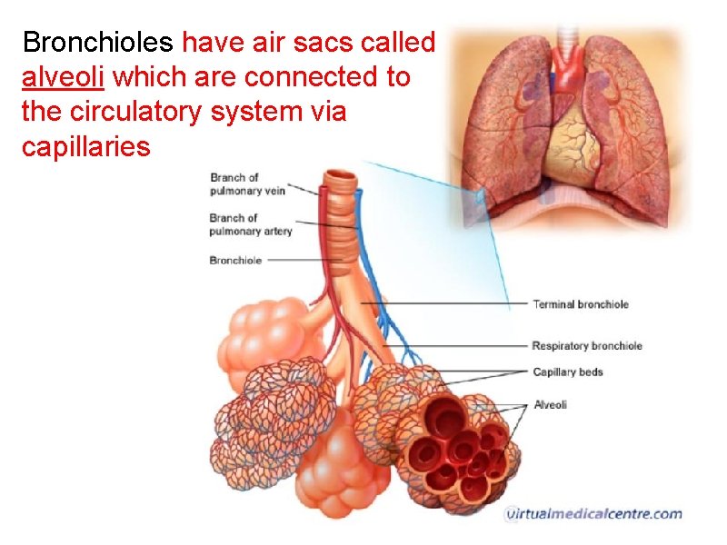 Bronchioles have air sacs called alveoli which are connected to the circulatory system via