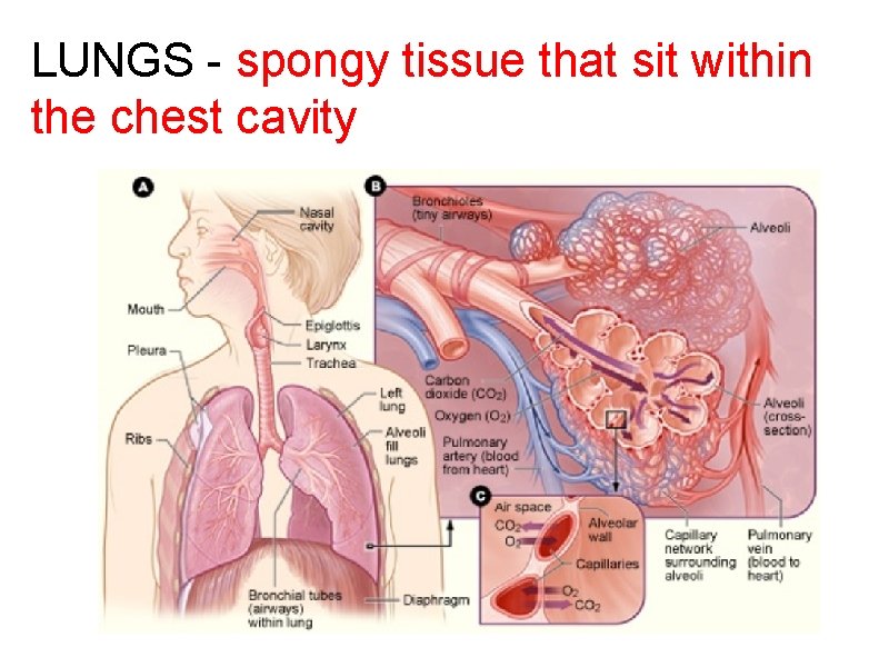 LUNGS - spongy tissue that sit within the chest cavity 
