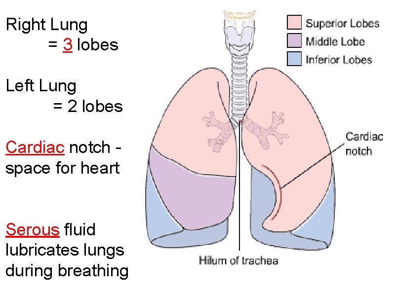 Right Lung = 3 lobes Left Lung = 2 lobes Cardiac notch - space