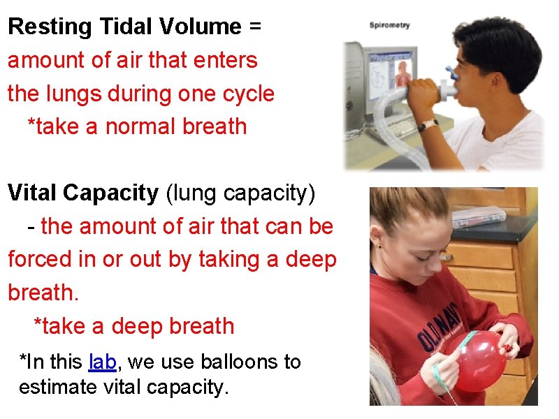 Resting Tidal Volume = amount of air that enters the lungs during one cycle