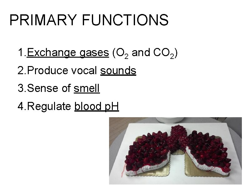 PRIMARY FUNCTIONS 1. Exchange gases (O 2 and CO 2) 2. Produce vocal sounds