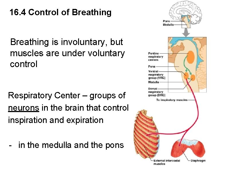 16. 4 Control of Breathing is involuntary, but muscles are under voluntary control Respiratory