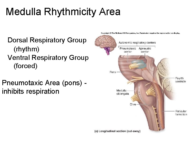 Medulla Rhythmicity Area Dorsal Respiratory Group (rhythm) Ventral Respiratory Group (forced) Pneumotaxic Area (pons)