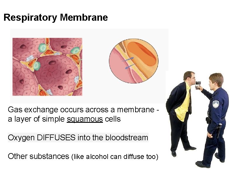 Respiratory Membrane Gas exchange occurs across a membrane - a layer of simple squamous