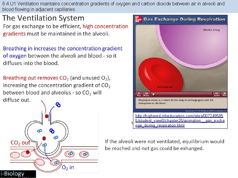 6. 4. U 1 Ventilation maintains concentration gradients of oxygen and carbon dioxide between