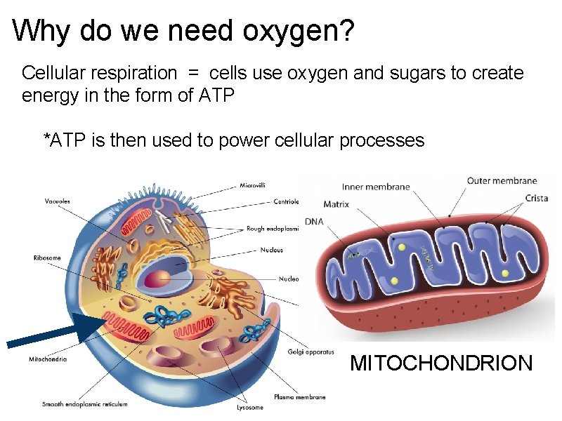 Why do we need oxygen? Cellular respiration = cells use oxygen and sugars to