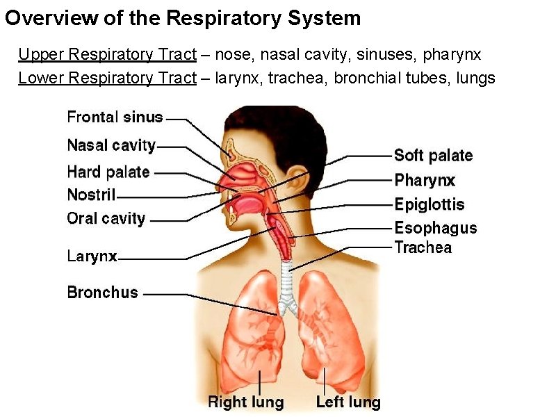 Overview of the Respiratory System Upper Respiratory Tract – nose, nasal cavity, sinuses, pharynx