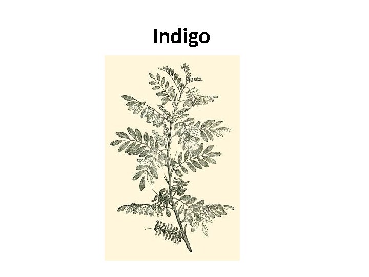 Indigo 