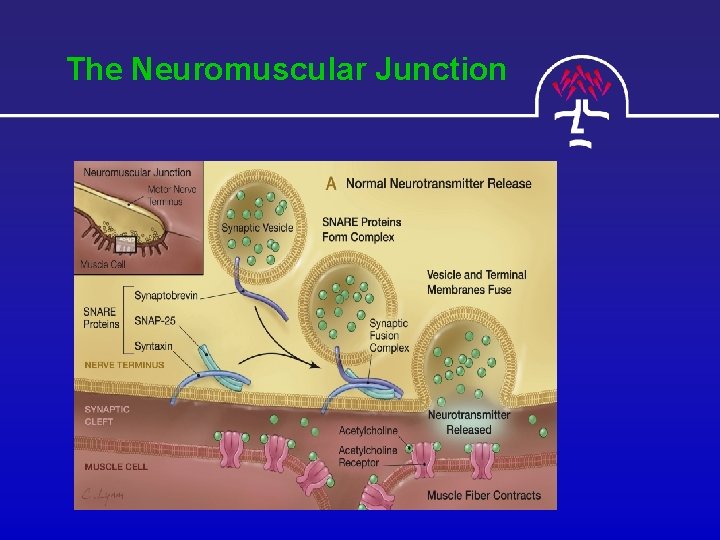 The Neuromuscular Junction 