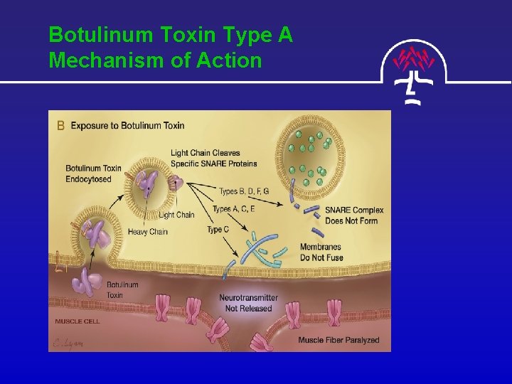 Botulinum Toxin Type A Mechanism of Action 